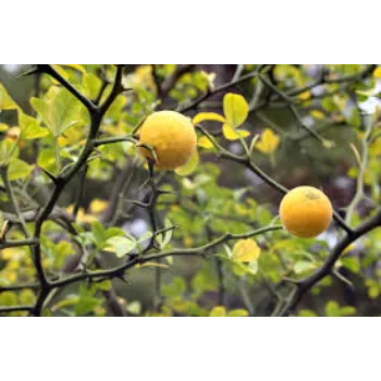 Beautiful Orange Plant